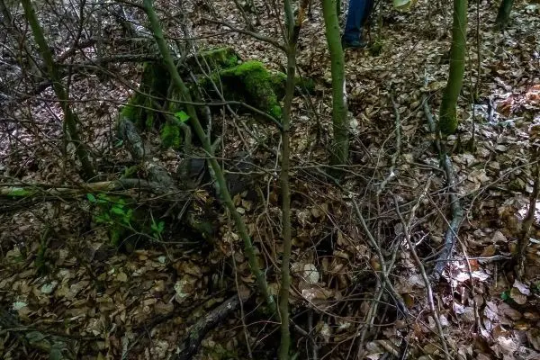Laub und Äste bedecken den Boden im Wald, ein Baumstumpf ist sichtbar